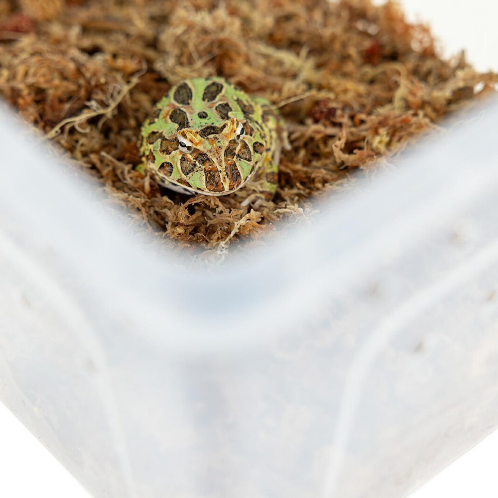 Happet Pojemnik Hodowlany Breeding Box dla Pająków 26x17,5x11,5cm